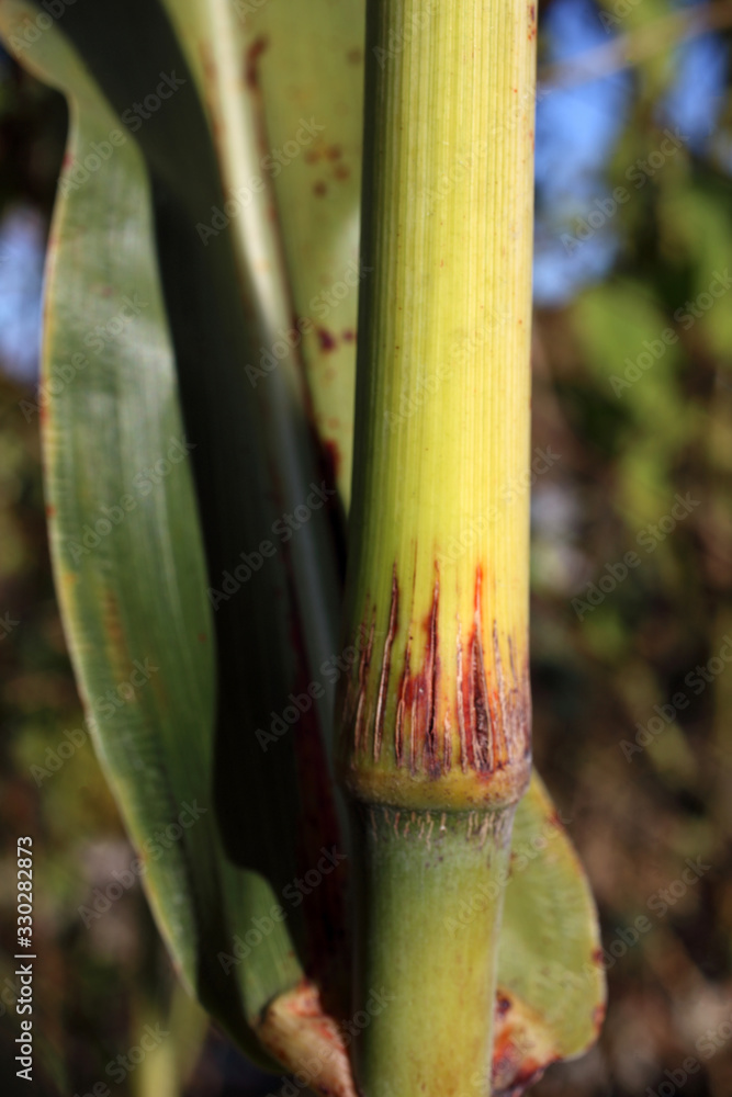 Obraz premium Growing sugar cane