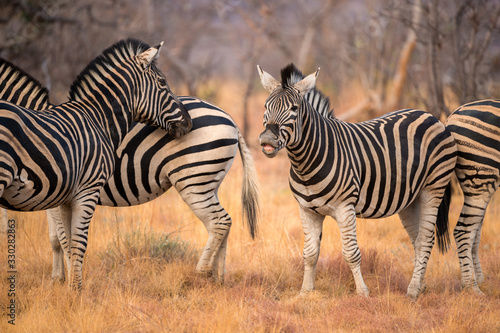 This herd of zebra was photographed at sunset in Madikwe Game Reserve  South Africa. They were playing and mock-charging each other.