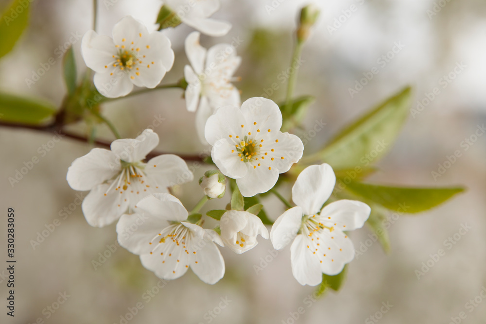 Close up of a flowering branch of cherry. White cherry flowers pierced by spring sunlight