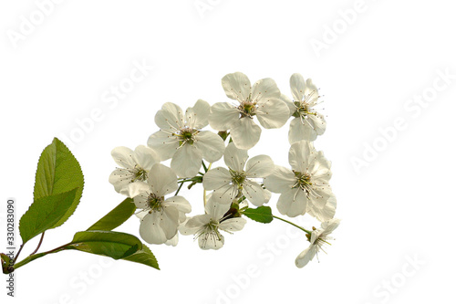 Close up of a flowering branch of cherry. White cherry flowers pierced by spring sunlight 