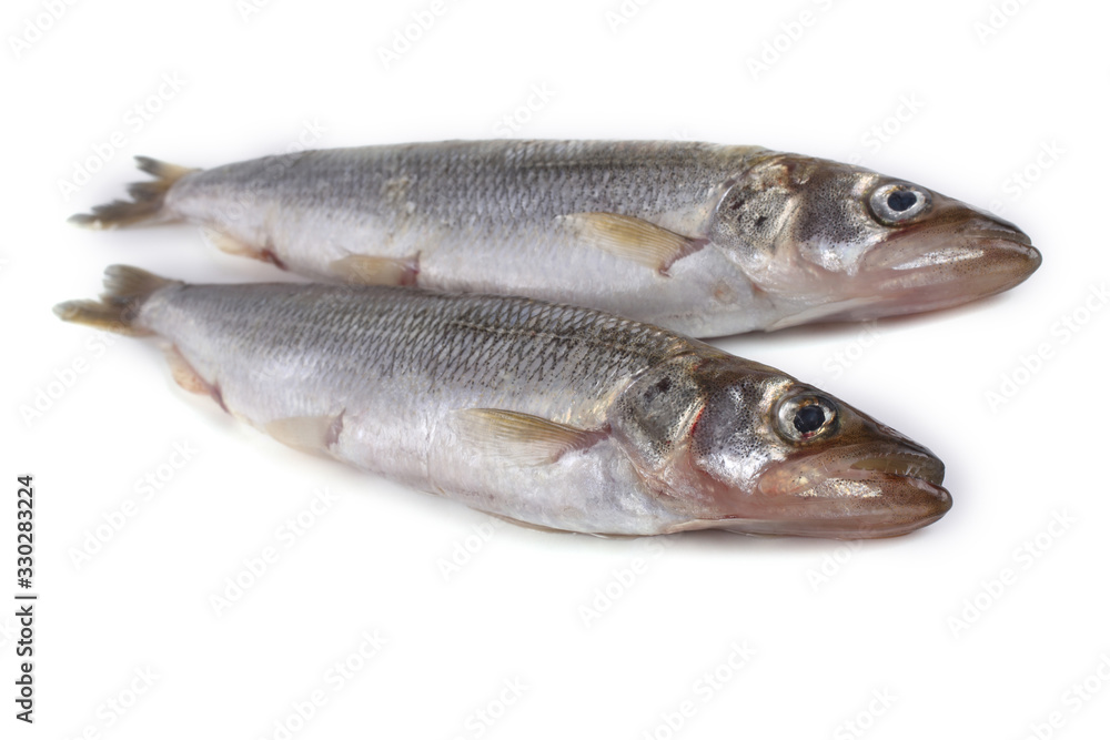 Smelt fish isolated on white. (Big Pacific smelt - Osmerus mordax) Smelt fish isolated on white. (Big Pacific smelt - Osmerus mordax)