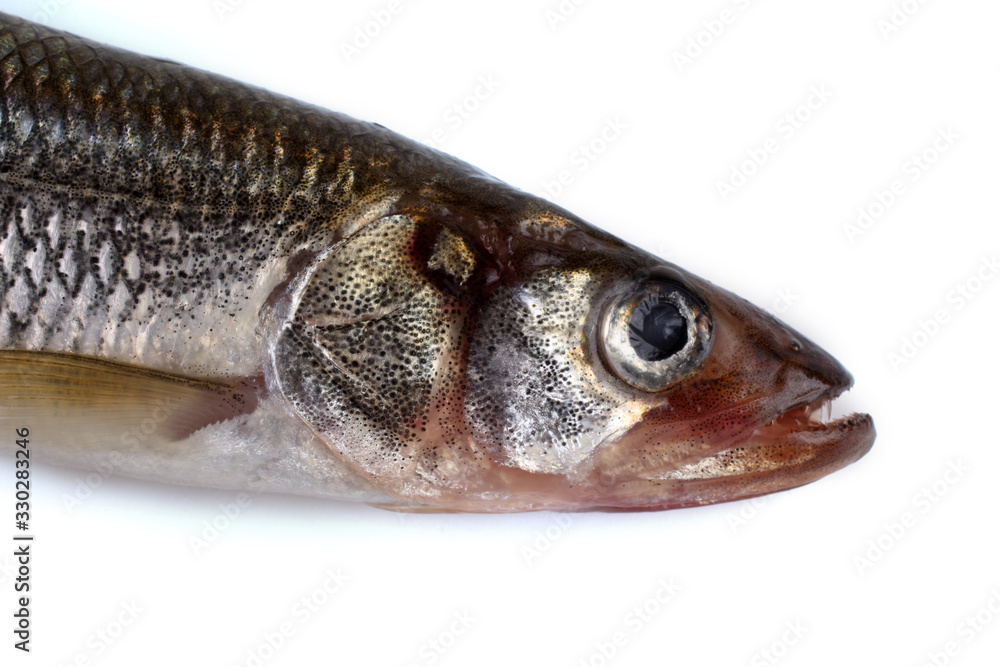 Smelt fish isolated on white. (Big Pacific smelt - Osmerus mordax) Smelt fish isolated on white. (Big Pacific smelt - Osmerus mordax)
