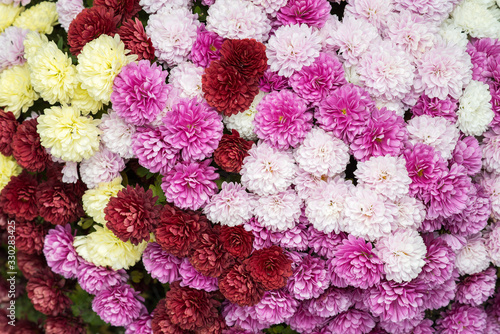 many chrysanthemums  many chrysanthemums of different colors  many miniature chrysanthemums