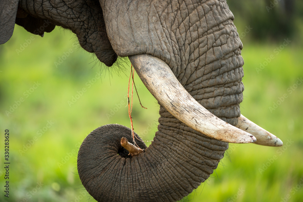 A detail close up of an eating elephant's face, trunk and mouth, taken at sunset in the Welgevonden Game reserve in South Africa. - obrazy, fototapety, plakaty 