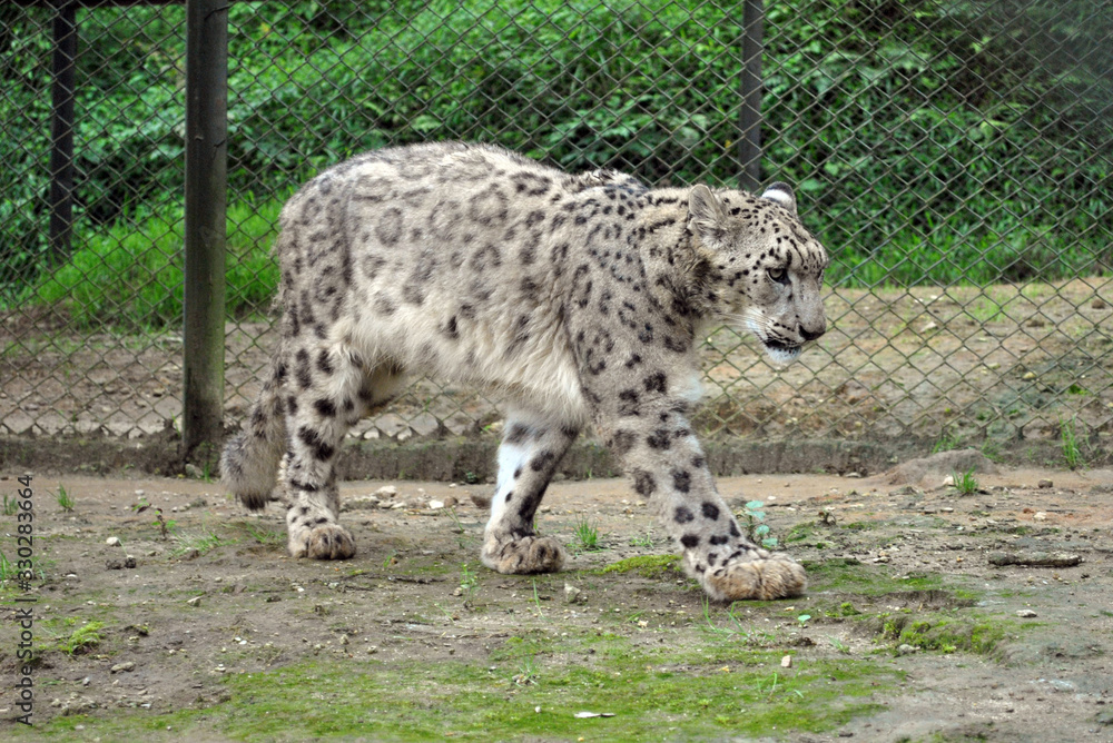 The snow leopard named Malaika loitering inside Himalayan Zoological Park in Gangtok, Sikkim. This is most endangered species in the world. She was brought here from Darjeeling zoo for breeding to pop The snow leopard named Malaika loitering inside Himalayan Zoological Park in Gangtok, Sikkim. This is most endangered species in the world. She was brought here from Darjeeling zoo for breeding to pop