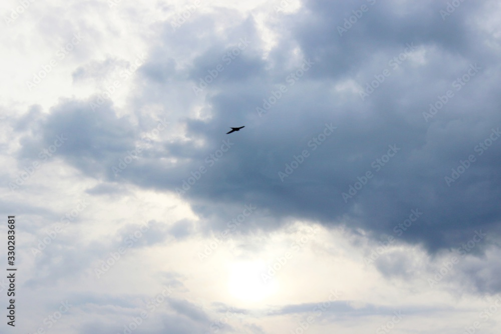 Summer nature sunset beautiful clouds sunset darkness bird Summer nature sunset beautiful clouds sunset darkness bird
