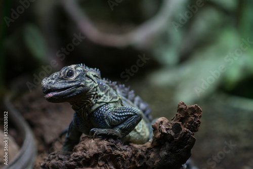 Philippine sailfin lizard  Philippine sailfin lizard is smiling  photo of lizard on a piece of wood  lizard laughs photo