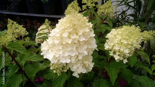 Photos Hydrangea paniculata 'Silver Dollar'