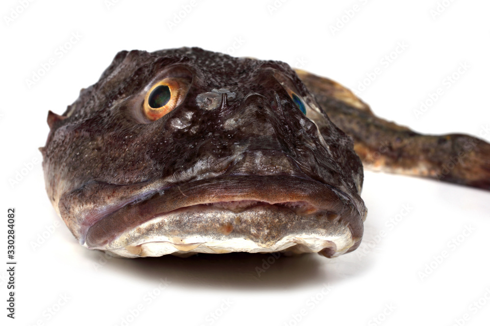 Goby fish portrait isolated on white Goby fish portrait isolated on white