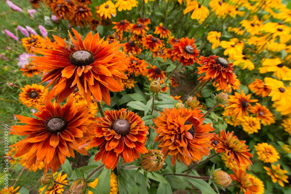 A beautiful close up of red and yellow spring flowers using a wide angle lens, taken in England A beautiful close up of red and yellow spring flowers using a wide angle lens, taken in England
