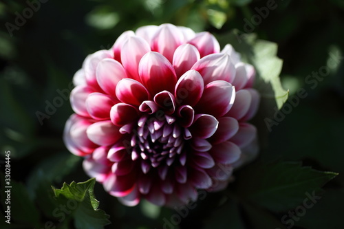 Growing dahlia flower