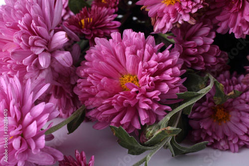 Pink chrysanthemums background