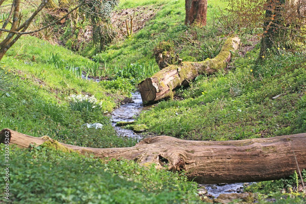 Fototapeta premium stream by trees in spring