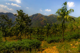 Southern India tea plantation harvest indian tea