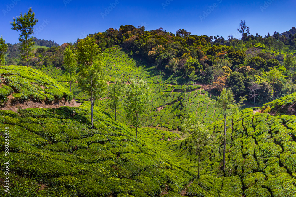 Southern India tea plantation harvest indian tea
