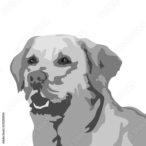 dog labrador