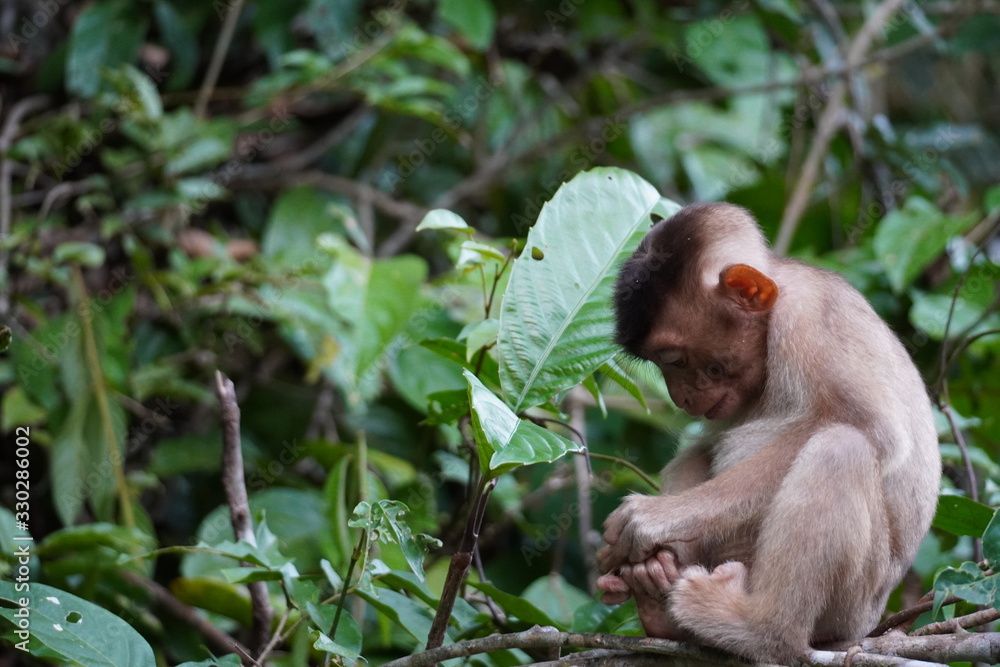 Baby Monkey portraits