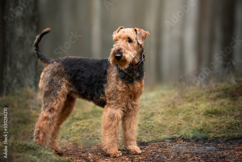 airedale terrier dog standing outdoors in the forest