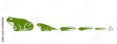 Stages of frogs life cycle. Abstract frog on white background.