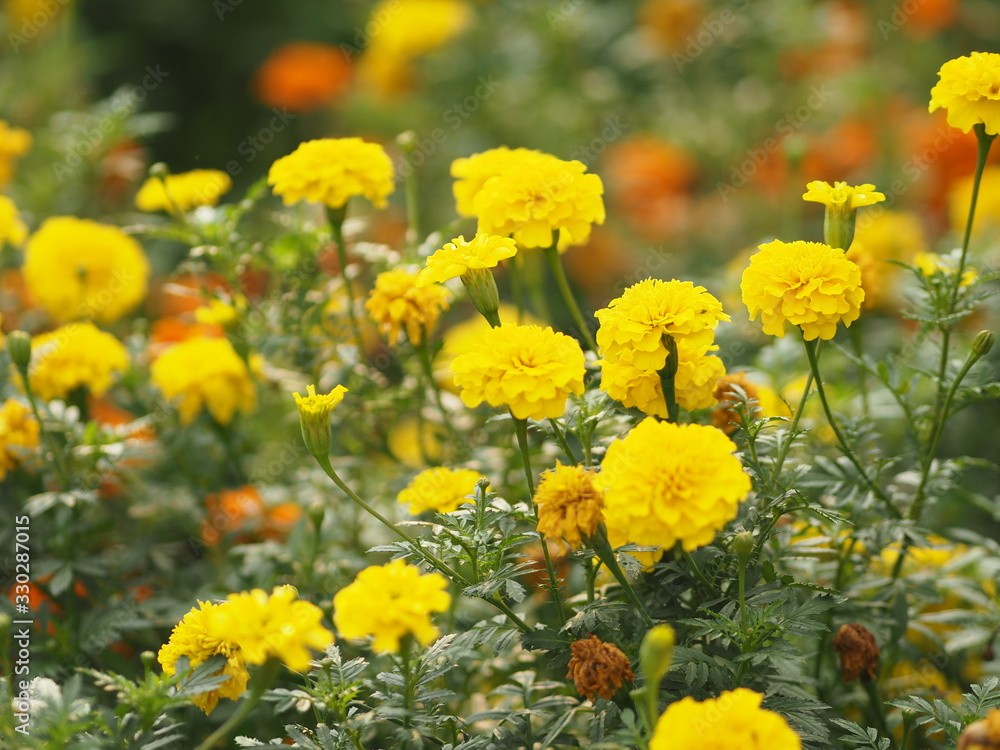 African marigold, American, Aztec, Big marigold Scientific name Tagetes erecta yellow flower blooming in garden
