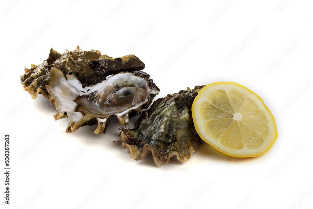 Oysters isolated on white Oysters isolated on white