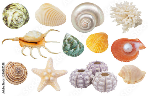 Collection of seashells, coral, starfish and urchins isolated on white background