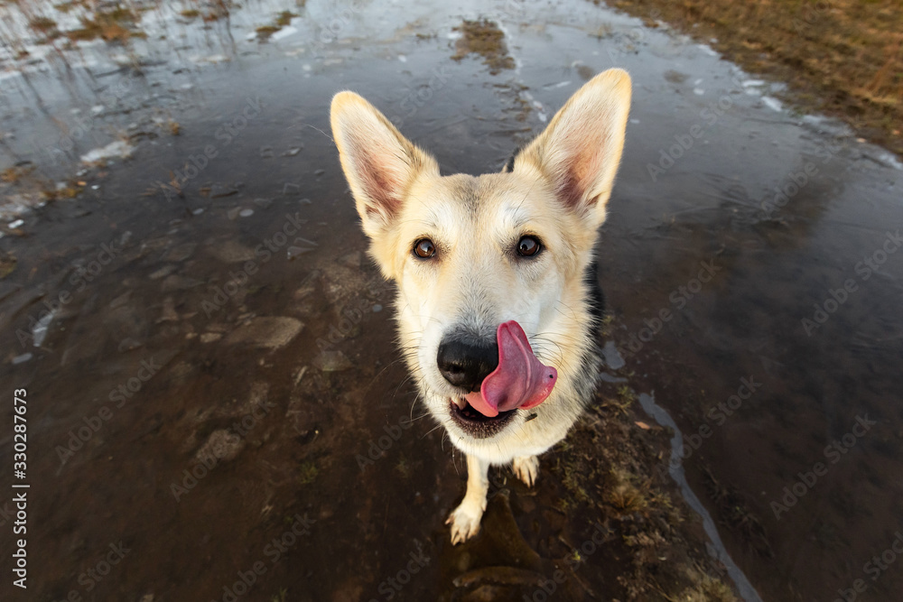 Dog standing on frozen puddle and looking at camera Dog standing on frozen puddle and looking at camera