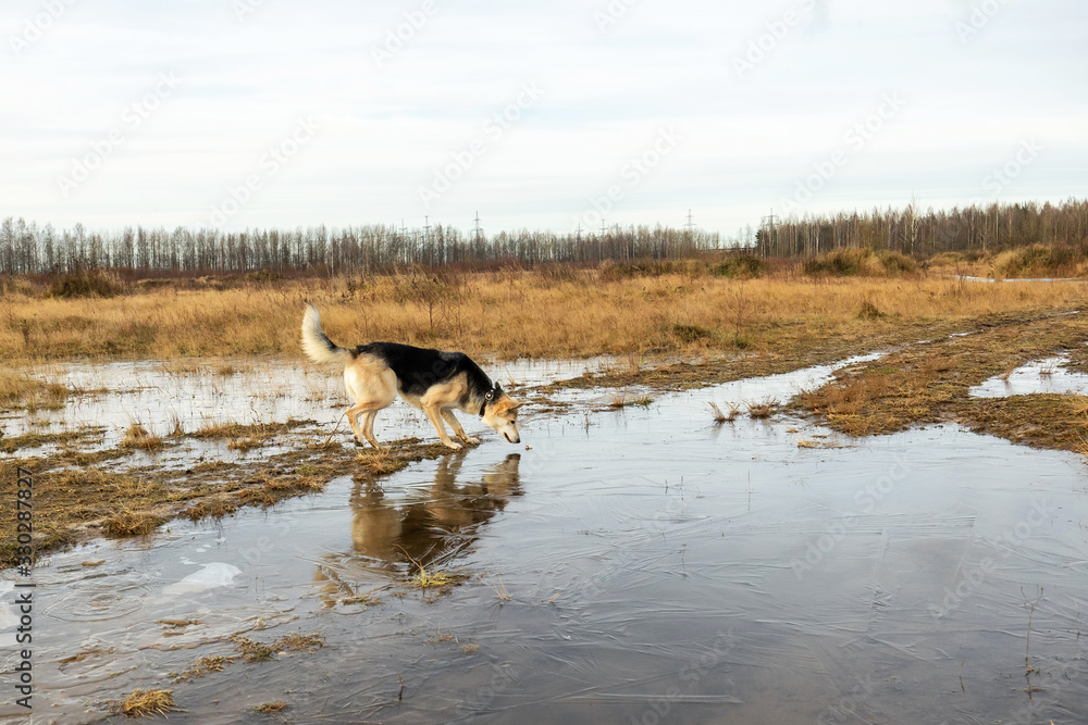 Shepherd dog walking in field with puddle in countryside