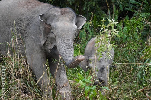 Borneo pygmy elephant family - Zwergelefant mit Baby