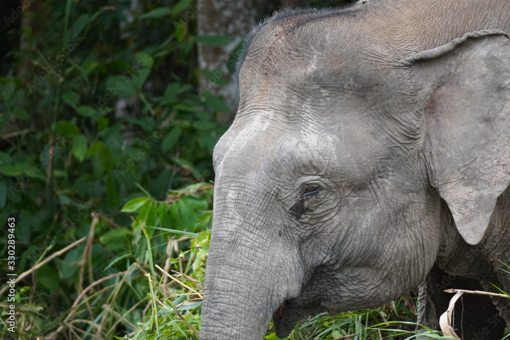 Fototapeta premium Borneo pygmy elephant - Zwergelefant