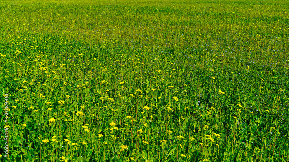 Canola flowers blooming in a park along the Nakdonggang River