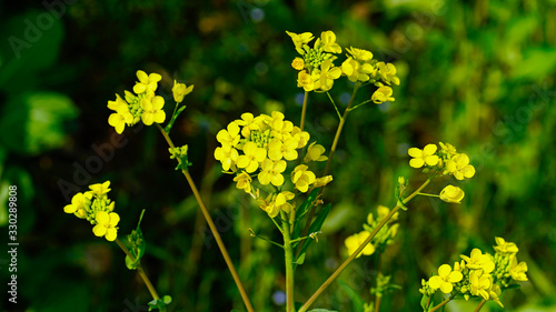Canola flowers blooming in a park along the Nakdonggang River