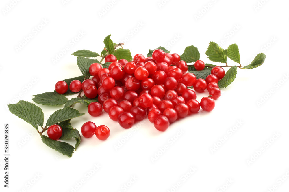 Nanking cherry and branch Nanking cherry and branch