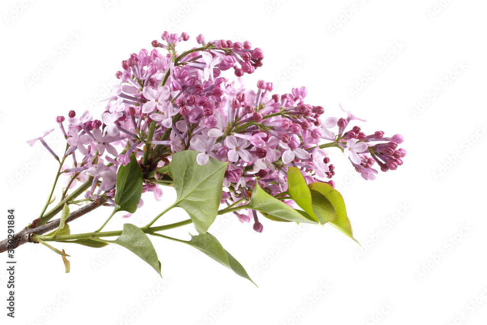 Lilac flowers isolated on white