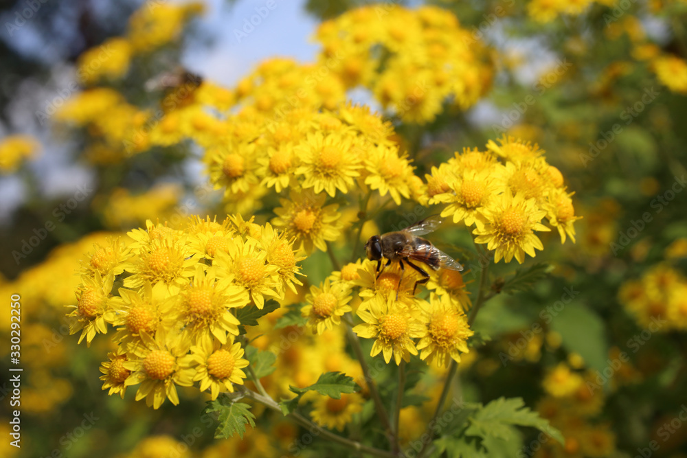 Yellow chrysanthemums background Yellow chrysanthemums background