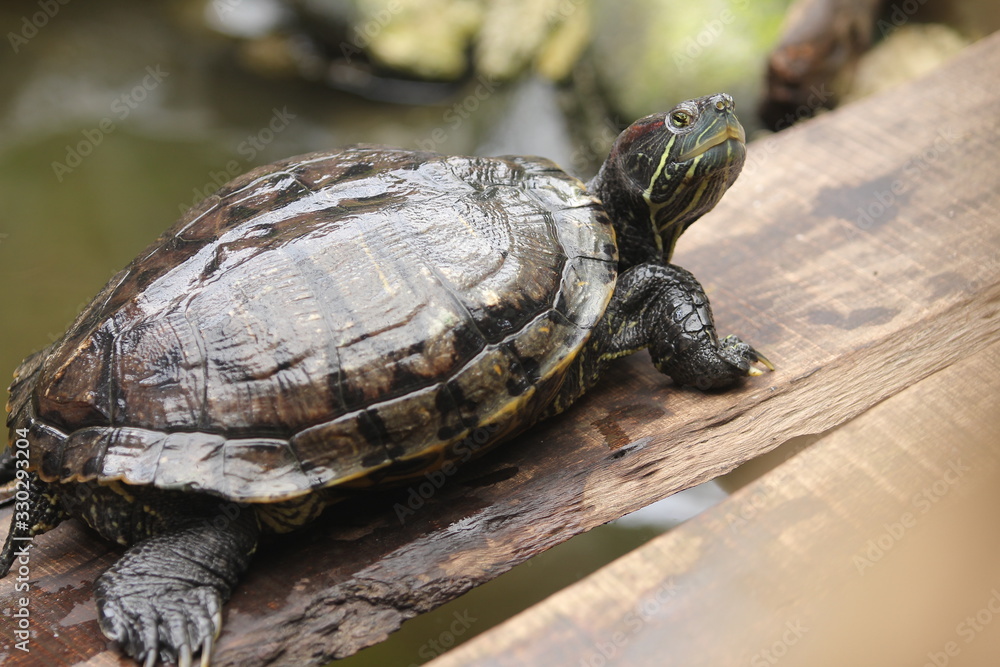 Brazilian Turtle is the most popular pet turtle in the United States and is also popular as a pet across the rest of the world. Brazilian Turtle is the most popular pet turtle in the United States and is also popular as a pet across the rest of the world.