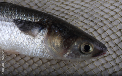 Mullet on net