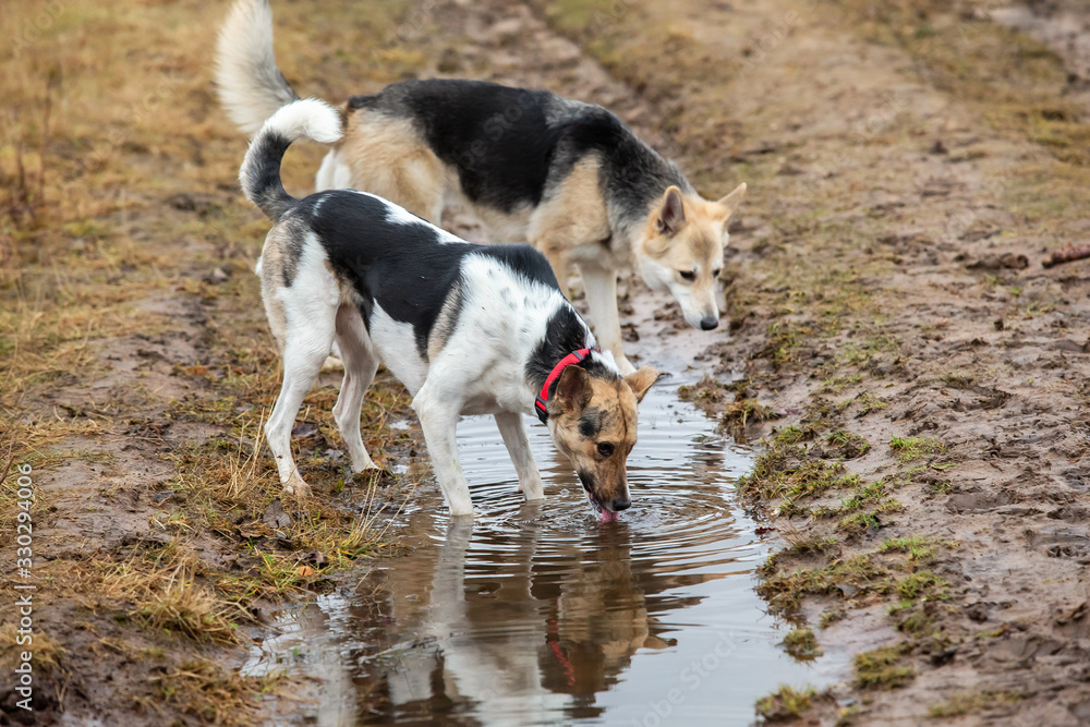 Dogs drinking in puddle on field. cloudy day Dogs drinking in puddle on field. cloudy day