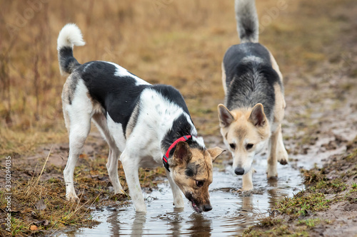 Dogs drinking in puddle on field. cloudy day