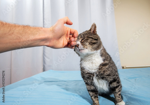 Owner stroking old cute cat at home photo