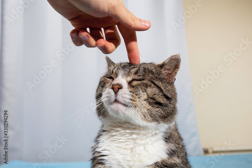 Owner stroking old cute cat at home