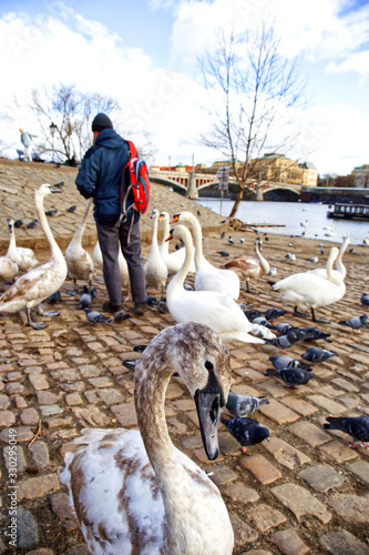 Photography Feeding swans