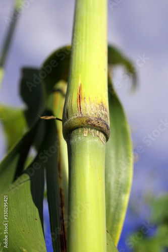 Growing sugar cane