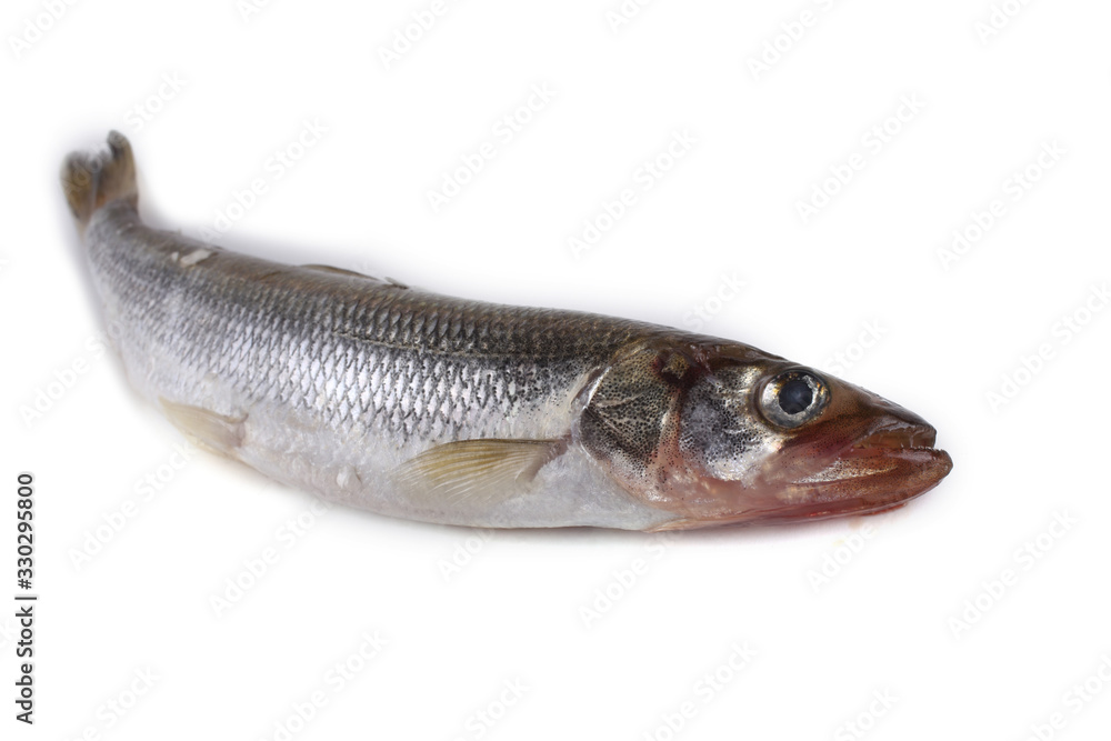 Smelt fish isolated on white. (Big Pacific smelt - Osmerus mordax) Smelt fish isolated on white. (Big Pacific smelt - Osmerus mordax)