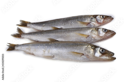 Smelt fish isolated on white. (Big Pacific smelt - Osmerus mordax)