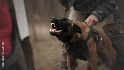 Fotografie Protect dog belgian malinois on training