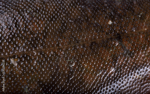 Rock sole background. Flounder variety