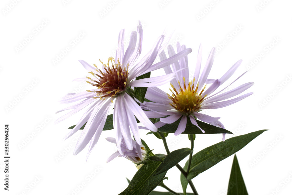 Fototapeta premium Growing asters isolated on white