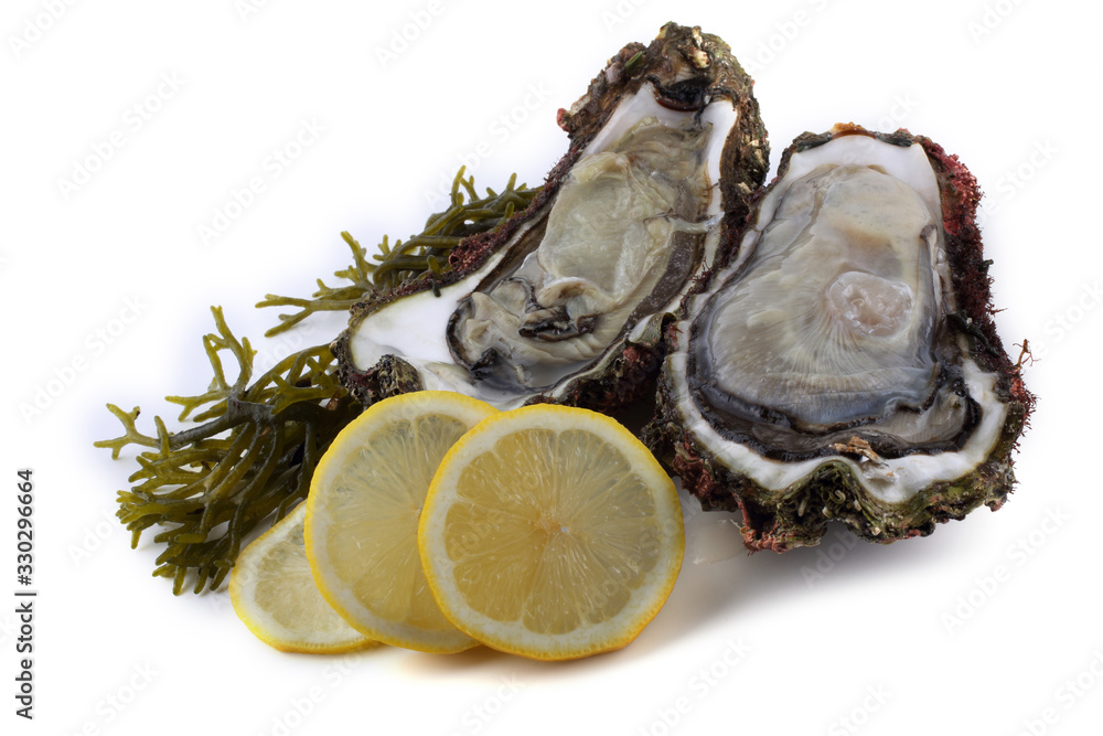 Opened oysters, lemon and alga Opened oysters, lemon and alga