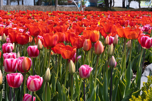 field of red tulips